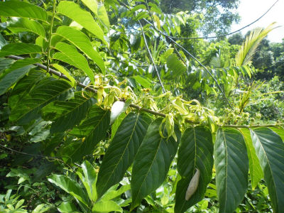 A la découverte de l`Ylang avec l`Amicale des Bretons de Mayotte