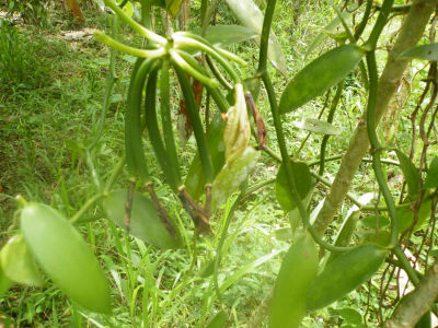 A la découverte de l`Ylang avec l`Amicale des Bretons de Mayotte