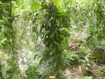 A la découverte de l`Ylang avec l`Amicale des Bretons de Mayotte