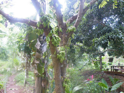 A la découverte de l`Ylang avec l`Amicale des Bretons de Mayotte