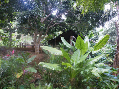 A la découverte de l`Ylang avec l`Amicale des Bretons de Mayotte