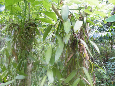 A la découverte de l`Ylang avec l`Amicale des Bretons de Mayotte