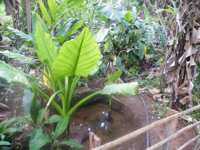 A la découverte de l`Ylang avec l`Amicale des Bretons de Mayotte