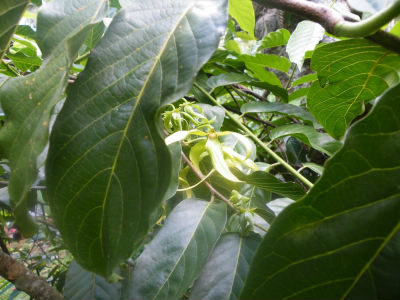 A la découverte de l`Ylang avec l`Amicale des Bretons de Mayotte