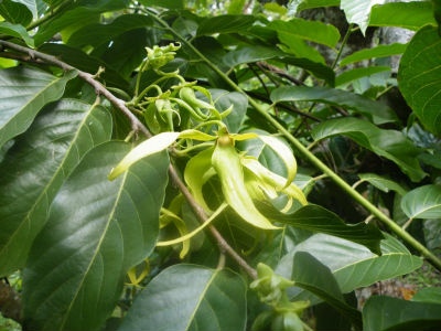 A la découverte de l`Ylang avec l`Amicale des Bretons de Mayotte