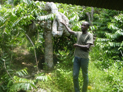 A la découverte de l`Ylang avec l`Amicale des Bretons de Mayotte