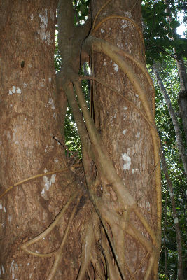 Arbre étrangleur