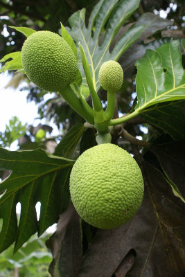 Fruits à pain