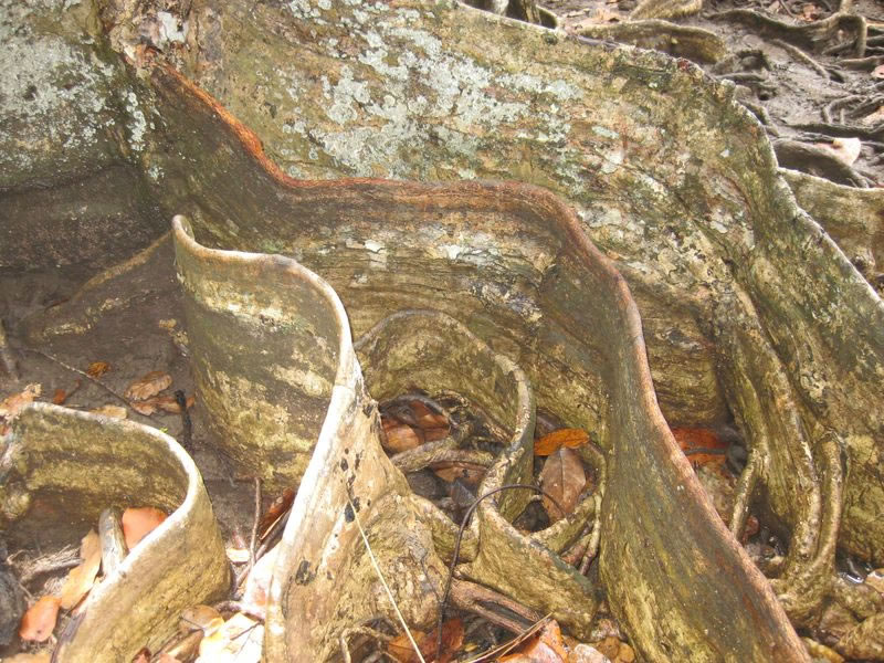 Randonnée Mangrove Amicale Bretons Mayotte 2011