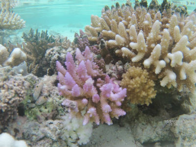 Randonnée Marée Basse Barrière Corail Amicale Bretons Mayotte 2016