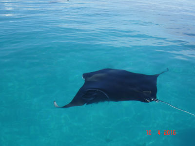 Randonnée Marée Basse Barrière Corail Amicale Bretons Mayotte 2016