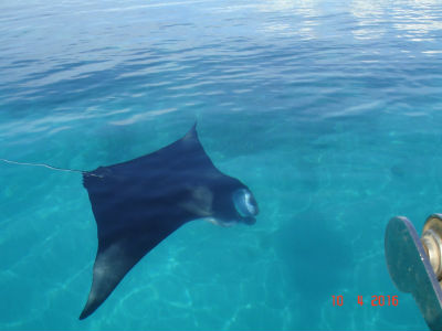 Randonnée Marée Basse Barrière Corail Amicale Bretons Mayotte 2016