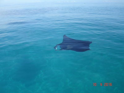 Randonnée Marée Basse Barrière Corail Amicale Bretons Mayotte 2016
