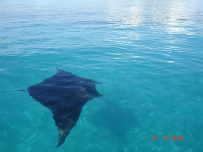 Randonnée Marée Basse Barrière Corail Amicale Bretons Mayotte 2016