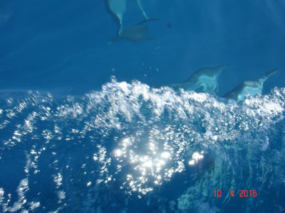 randonnée marée basse barrière de corail amicale des Bretons de Mayotte 2016