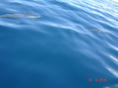 randonnée marée basse barrière de corail amicale des Bretons de Mayotte 2016