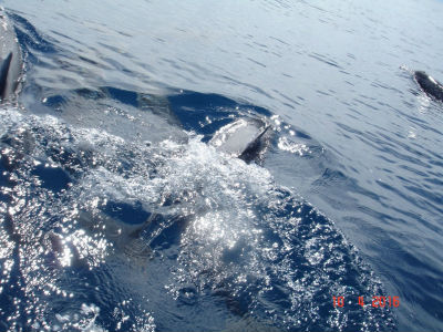 randonnée marée basse barrière de corail amicale des Bretons de Mayotte 2016