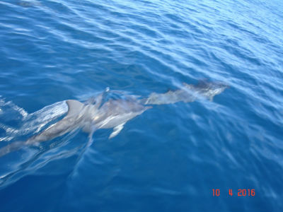 randonnée marée basse barrière de corail amicale des Bretons de Mayotte 2016