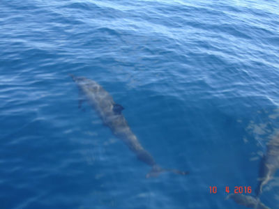 randonnée marée basse barrière de corail amicale des Bretons de Mayotte 2016