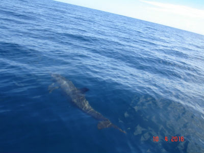 randonnée marée basse barrière de corail amicale des Bretons de Mayotte 2016