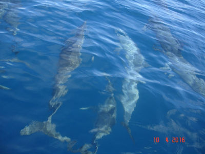 randonnée marée basse barrière de corail amicale des Bretons de Mayotte 2016