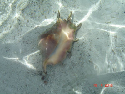 randonnée marée basse barrière de corail amicale des Bretons de Mayotte 2016