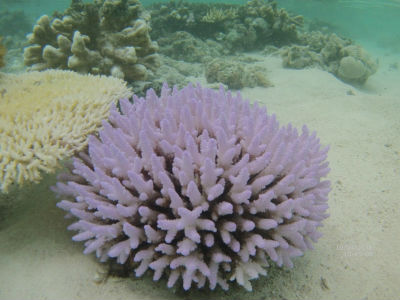 randonnée marée basse barrière de corail amicale des Bretons de Mayotte 2016