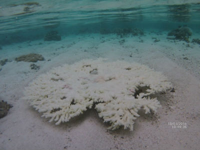 randonnée marée basse barrière de corail amicale des Bretons de Mayotte 2016