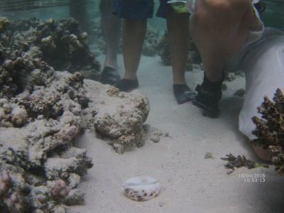 randonnée marée basse barrière de corail amicale des Bretons de Mayotte 2016