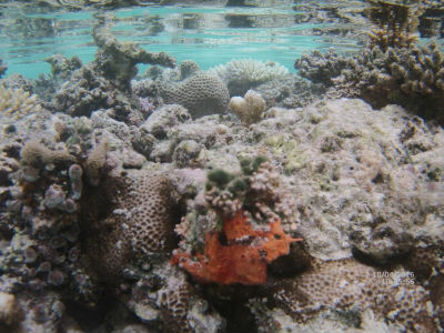 randonnée marée basse barrière de corail amicale des Bretons de Mayotte 2016