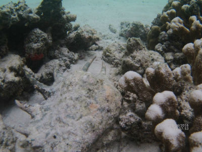 randonnée marée basse barrière de corail amicale des Bretons de Mayotte 2016