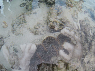 randonnée marée basse barrière de corail amicale des Bretons de Mayotte 2016