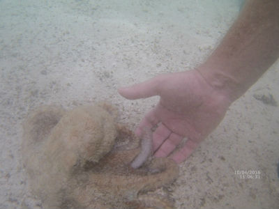 randonnée marée basse barrière de corail amicale des Bretons de Mayotte 2016