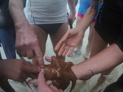 randonnée marée basse barrière de corail amicale des Bretons de Mayotte 2016