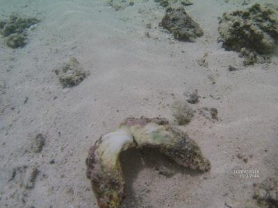 randonnée marée basse barrière de corail amicale des Bretons de Mayotte 2016