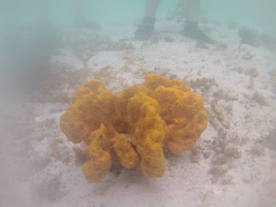 randonnée marée basse barrière de corail amicale des Bretons de Mayotte 2016