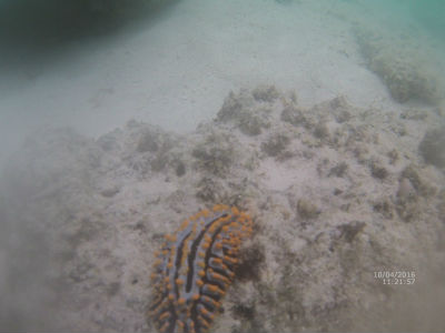 randonnée marée basse barrière de corail amicale des Bretons de Mayotte 2016