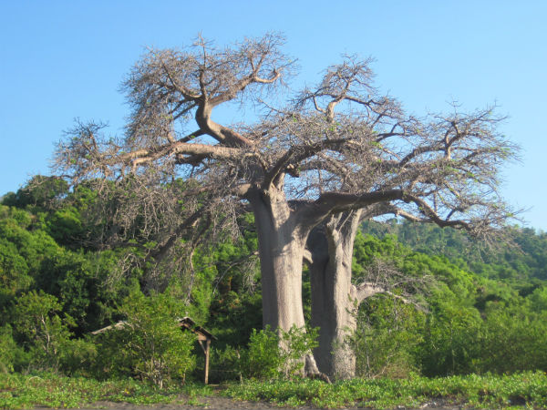 Randonnée Sazilé Amicale Bretons Mayotte 2013