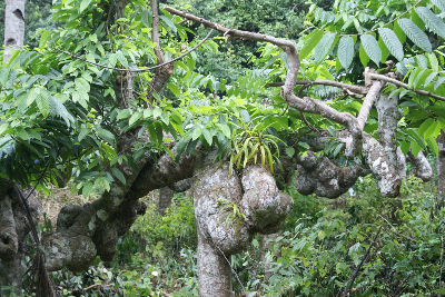 Randonnée cascade bouyouni Amicale des Bretons de Mayotte 2016