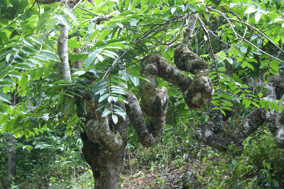 Randonnée cascade bouyouni Amicale des Bretons de Mayotte 2016