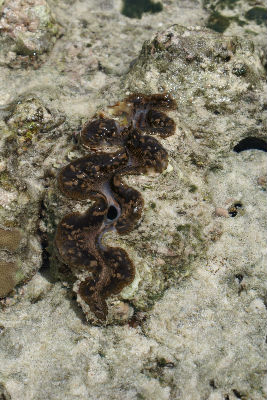 Randonnée Marée Basse Barrière Corail Amicale Bretons Mayotte 2016