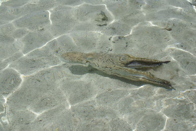 Randonnée Marée Basse Barrière Corail Amicale Bretons Mayotte 2016