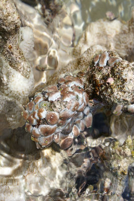 Randonnée Marée Basse Barrière Corail Amicale Bretons Mayotte 2016