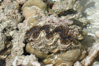 Randonnée Marée Basse Barrière Corail Amicale Bretons Mayotte 2016