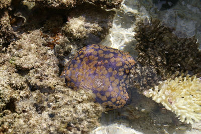 Randonnée Marée Basse Barrière Corail Amicale Bretons Mayotte 2016