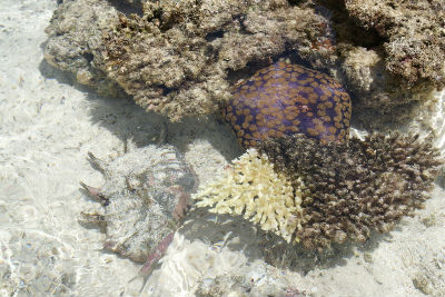 Randonnée Marée Basse Barrière Corail Amicale Bretons Mayotte 2016