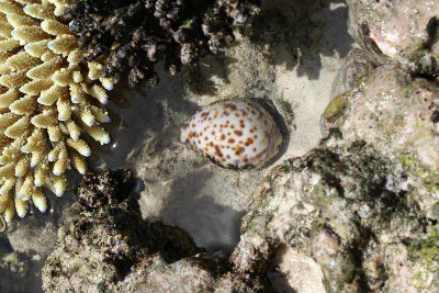 Randonnée Marée Basse Barrière Corail Amicale Bretons Mayotte 2016