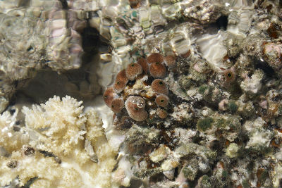 Randonnée Marée Basse Barrière Corail Amicale Bretons Mayotte 2016