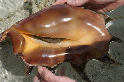 Randonnée Marée Basse Barrière Corail Amicale Bretons Mayotte 2016