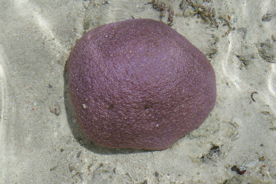 Randonnée Marée Basse Barrière Corail Amicale Bretons Mayotte 2016